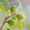 Mélange d'arbres fruitiers - Set de 4 - Hauteur 25-40cm - Voir les images du produit 4