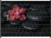 Wallario Zaunsichtschutz mit Motiv Orchideen-Blüte auf Produktbild-Vorschau 1