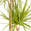 Drachenbaum Marginata Sunray Ø24cm - ↕130 - 150cm Produktbild-Vorschau 2