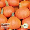 Samenliebe  Kürbis Samen | Red Kuri - nussiger - Produktbild-Vorschau 4
