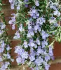 A close-up view of a flowering rosemary plant with purple and white blossoms, set against a brick wall. Produktbild-Vorschau