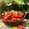 Balíček zeleninových semen – 25 kulinářských odrůd - Náhled obrázku produktu 9