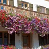 Bloomique - 6er-Mix - Großblütige Petunie - Farb-Mix - Produktbild-Vorschau 6