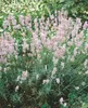 Lavandula angustifolia 'Hidcote Pink', Lavendel, rosa, ca. Produktbild-Vorschau 1