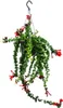 Plante de rouge à lèvres - Aeschynanthus 'Rasta' - plante Voir les images du produit 1