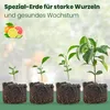 Meine Orangerie Zitruserde und mediterrane Pflanzenerde Produktbild-Vorschau 3