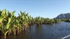 Wasserbanane (Typhonodorum lindleyanum) - 1 gekeimter Samen Produktbild-Vorschau 2