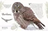 Wundervolle Welt der Vögel Produktbild-Vorschau 7