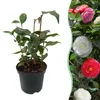 GreenboutiQ - Sträucher - Camelia japonica Tricolour - Produktbild-Vorschau 1