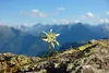 SAFLAX - Edelweiss - Leontopodium alpinum - 500 Samen Produktbild-Vorschau 8