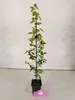 Lot de 4 érables trilobés (Acer buergerianum) – hauteur Voir les images du produit 2