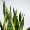 Bloomique - Lot de 2 - Sansevieria Laurentii - Langue de Voir les images du produit 6