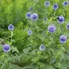 6 x Cardo ruteno - Echinops ritro | vaso 9cm x 9cm Anteprima dell’immagine prodotto 2