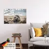 ARTland Poster Baby-Robbe am Strand von List, Sylt Größe: Produktbild-Vorschau 5