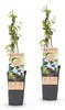 Green boutiQ - Fruchtpflanze - Vaccinium corymbosum Produktbild-Vorschau 1