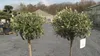 Olivenbaum Olive 160 - 180 cm Hochstamm, beste Qualität, Produktbild-Vorschau 5
