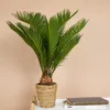 Bloomique - Cycas Revoluta - Palmfarn - Sagopalme - Palme - Produktbild-Vorschau 2