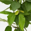 Prunus avium 'Sylvia' Kirschbaum, Gisela 5® Unterlage, 5 Produktbild-Vorschau 3