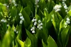Stauden Gänge 10 x Convallaria majalis - Maiglöckchen - Der Produktbild-Vorschau 6