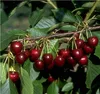 Kirschbaum `Große Schwarze Knorpelkirsche´ - Halbstamm Produktbild-Vorschau 1