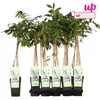 Wisteria floribunda Alba - bílý modrý déšť Náhled obrázku produktu 12