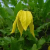 2 x Clematis Tangutica - plamienok tangutský | 50-60 cm v Náhľad obrázku produktu 2