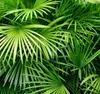 XXL Palme winterhart Lieferhöhe ca.: 140 - 160 cm Produktbild-Vorschau 10
