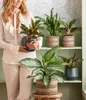 Dehner Kolbenfaden Silver Bay, Aglaonema commutatum, Produktbild-Vorschau 3