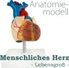 Anatomie Modell Herz des Menschen Anatomiemodell Produktbild-Vorschau 1