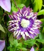 BALDUR Garten Gefüllte 1x Clematis Taiga®, Pflanze im 11 Produktbild-Vorschau 2