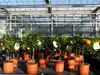 Citrus Yuzu 70 - 80 cm, Zitronenbaum Zitrone, japanische Produktbild-Vorschau 8