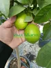 Pianta di Lime Anteprima dell’immagine prodotto 5