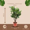 Trendyplants - Ficus Lyrata verzweigt - Tabakpflanze - Produktbild-Vorschau 4