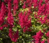 Stauden Gänge 3 x Astilbe arendsii ‚Astary Red‘ - Produktbild-Vorschau 3