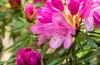 Rhododendron Hybride Graziella 30-40 cm, im Topf, immergrün Produktbild-Vorschau 9