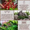 Mutterpflanze Aquariumpflanze Hygrophila 'Siamensis' XL Produktbild-Vorschau 4
