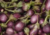 SAFLAX Garden to go - Melanzana - 20 semi - Solanum Anteprima dell’immagine prodotto 4