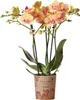 Kolibri Orchids – oranžová orchidej Phalaenopsis – výška 35 Náhled obrázku produktu 1