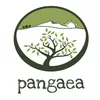 Pangaea Olivenöl Agoureleo kräftiges Geschmacksprofil Produktbild-Vorschau 2