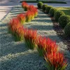 Stauden Gänge 1 x Imperata cylindrica 'Red Baron' im 1 Produktbild-Vorschau 5