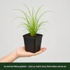 Stauden Gänge 1 x Pennisetum alopecuroides 'Black Beauty' Produktbild-Vorschau 10
