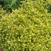 Pérgola du Japon  - Euonymus japonicus 'Aureomarginatus'  | Voir les images du produit 1