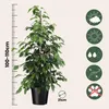 Figowiec fikus - Ficus benjamina 'Danielle' - Wysokość Podgląd zdjęcia produktu 2