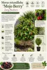 Zwerg-Maulbeere 'Mojo Berry' 50–70 cm – Morus rotundiloba, Produktbild-Vorschau 3