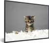 MuchoWow® MuchoWow® Gerahmtes Poster Katze - Kätzchen - Produktbild-Vorschau 1