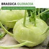 Kohlrabi Superschmelz Samen - Brassica oleracea - Produktbild-Vorschau 9