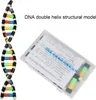 Modely štruktúry dvojitej špirály DNA, výučbová sada Náhľad obrázku produktu 5