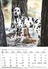 Korsch Kalender 2027: Hunde – Mit wechselnden Tiermotiven Produktbild-Vorschau 5