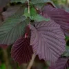2 x Nocciolo - Corylus maxima 'Purpurea' | 60-80 cm in Anteprima dell’immagine prodotto 1