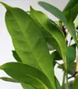BALDUR-Garten 1x Afrikanischer Feigenbaum ca. 100-110 cm Produktbild-Vorschau 2